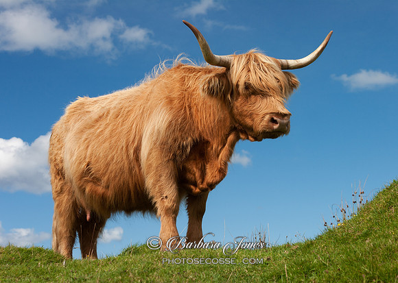 Highland Cow and blue sky. Isle of Skye. Scotland.