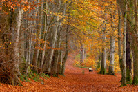 Lady Marys Walk Autumn Colours Crieff Perthshire Scotland.