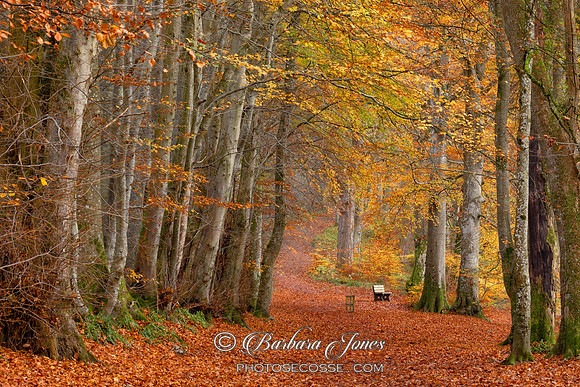 Lady Marys Walk Autumn Colours Crieff Perthshire Scotland.
