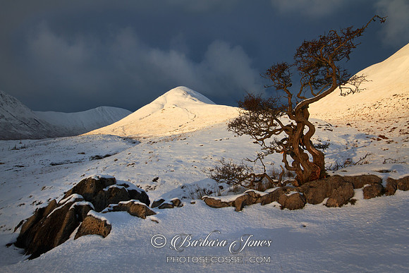 Tree, Loch Slapin. Torrin.  Isle of Skye.  Scotland.