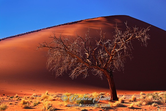 Namibia. Sossusvlei, Dune 45, solitary tree. Namibia, Africa.