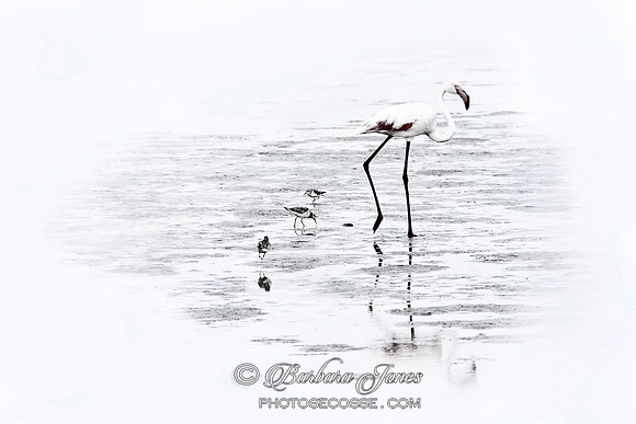 Flamingo in Mono. Namibia. Africa.