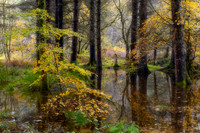 Balmacara Autumn Colours After the Rain  Scotland