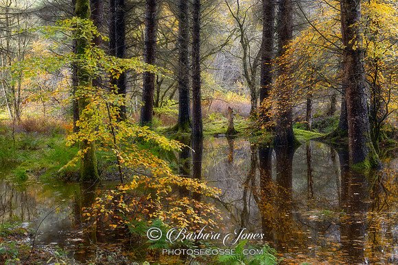 Balmacara Autumn Colours After the Rain  Scotland