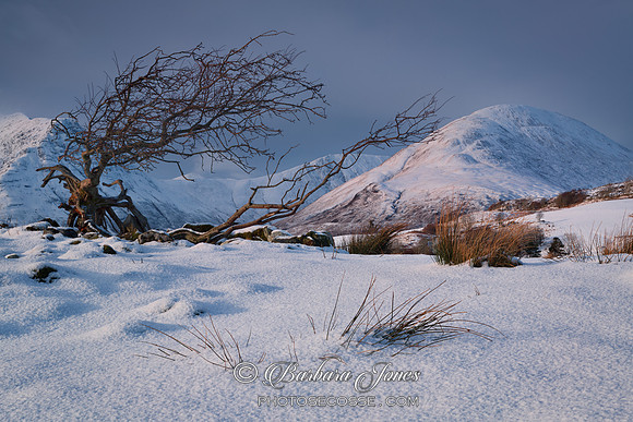 Red Hills, with snow and tree. Torrin. Isle of Skye. Scotland.