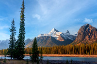 Athabasca River and Lodgepole Pine Alberta Canada