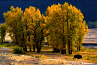 Yellowstone NP Cottonwoods in Fall Lamar Valley USA.