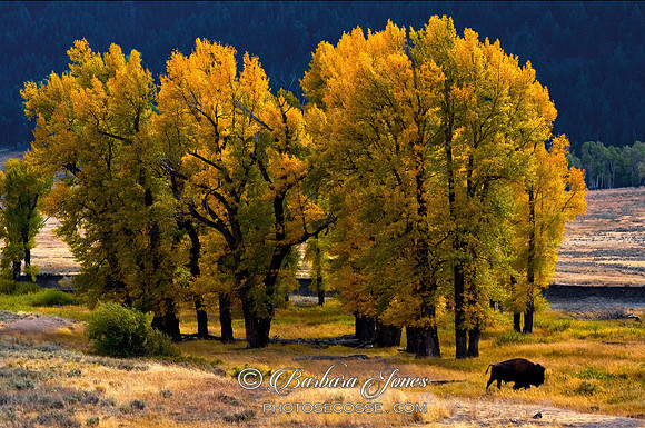 Yellowstone NP Cottonwoods in Fall Lamar Valley USA.