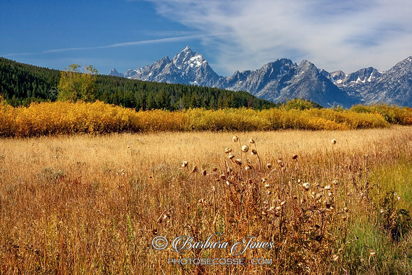 Grand Teton Colourful Scene Wyoming USA
