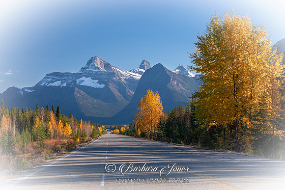 Icefields Parkway Fall Colours Alberta Canada