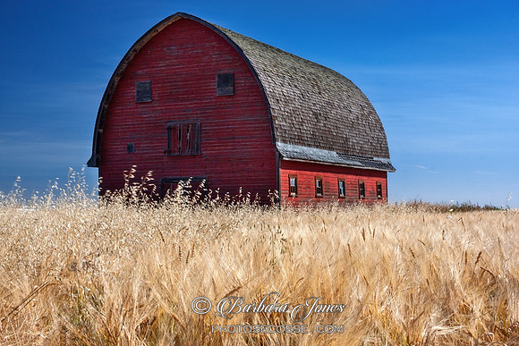 Red Barn in the Field Alberta Canada