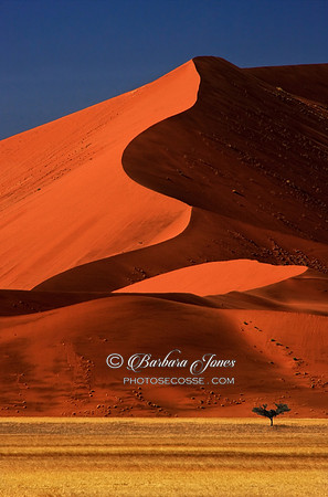 Big Dune Lone Tree Sossusvlei Namibia Africa.