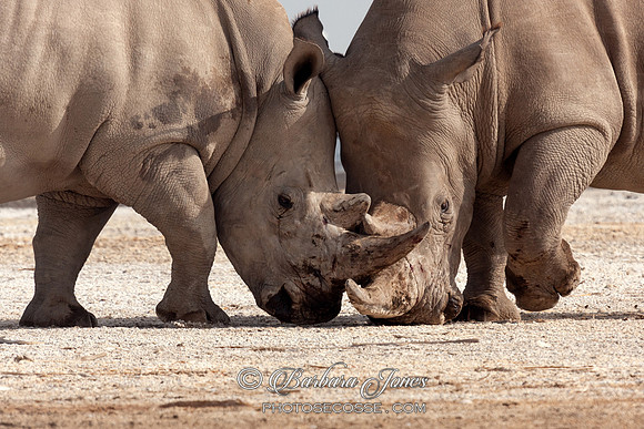 White Rhino Lake Nakuru National Park, Kenya Africa.