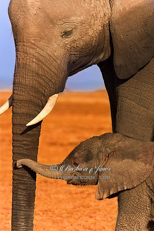 Elephant Mother and Calf Amboseli Kenya