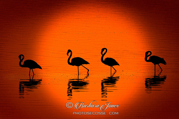 Flamingos at Sunset Nakuru Kenya Africa