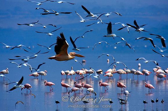 Pelican and Flamingos Lake Nakuru National Park, Kenya Africa.