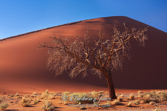 Dune 45, solitary tree Sossusvlei Namibia Africa.