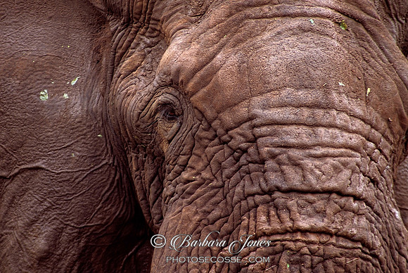Elephant Eye Kruger National Park, South Africa.