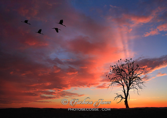 Botswana, Open Billed Storks at Sunset Africa.