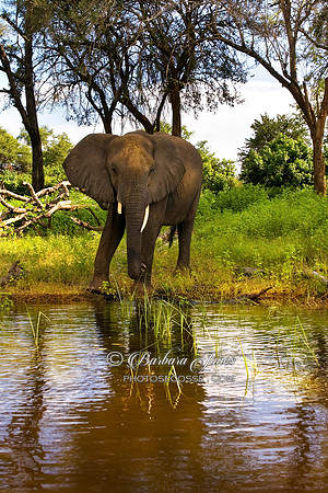 Lone Elephant  Reflection Chobe River Botswana