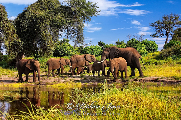 Elephant Family Chobe River Botswana