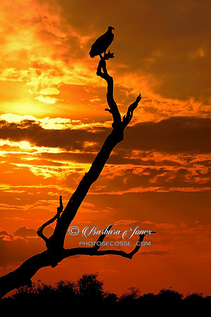 South Africa Kruger National Park, Vulture at Sunset.