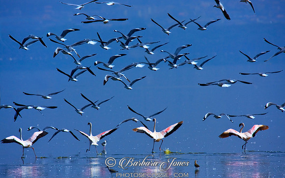 Flamingos in Flight Nakuru NP Kenya
