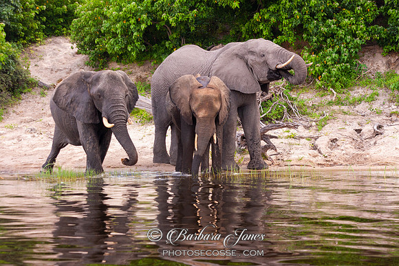 Elephant Trio Chobe River Botswana