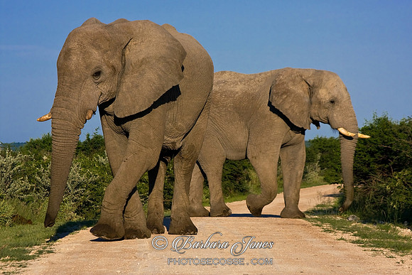 Elephants Road Block Etosha National Park Africa