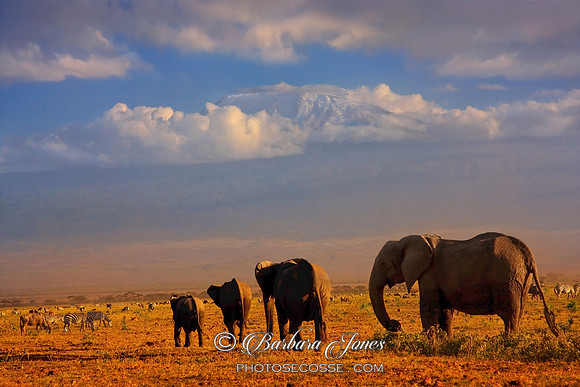 Kilimanjaro and Elephants at Sundown Amboseli Kenya