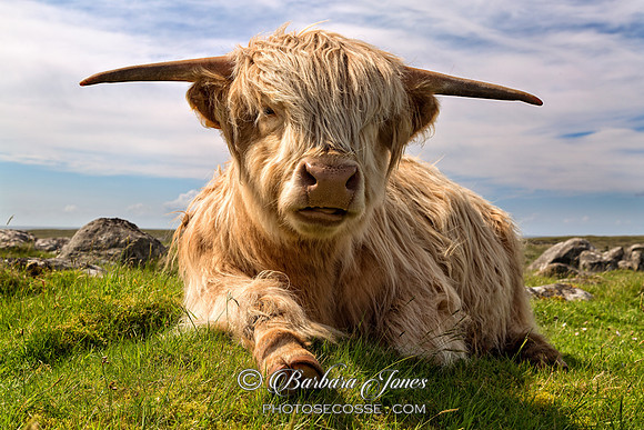 Highland Cow chillaxing at Islibhig.  West Coast. Isle of  Lewis. Scotland.