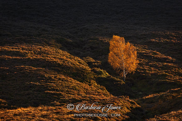 Silver Birch last Light Schiehallion, Scotland.
