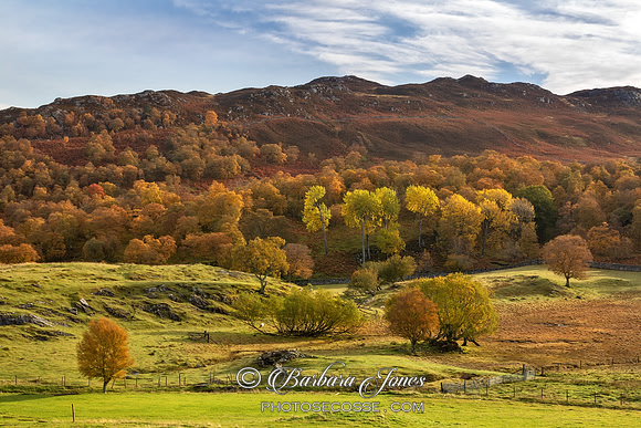 Schiehallion Woodland Scene Perthshire Scotland.
