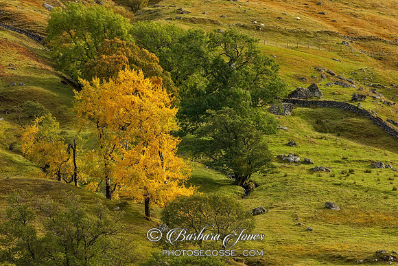 Glen Lyon Aspen Trees Perthshire Scotland.