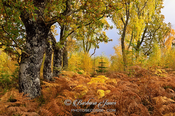 Loch Rannoch Forest in Autumn, Carie. Perthshire, Scotland.