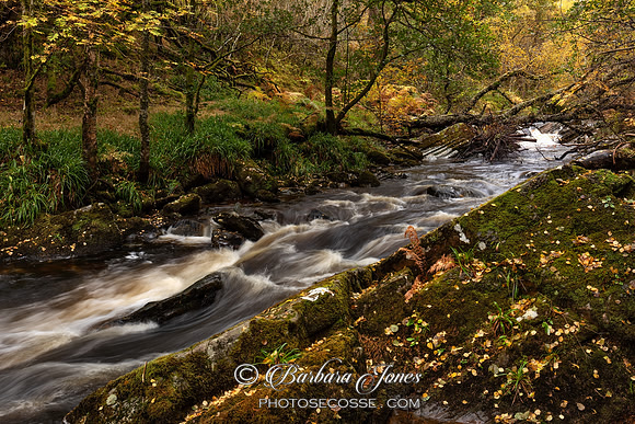Rannoch Forest Carie Burn Autumn Leaves Scotland
