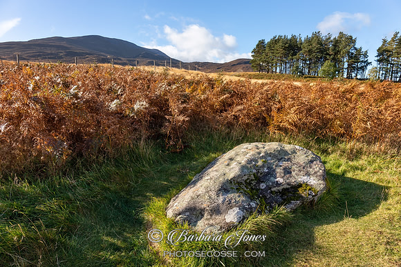 Schiehallion Cup Marked Stone  Perthshire Scotland.