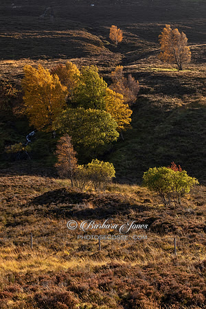 Trees on the Hill in Autumn Perthshire Scotland