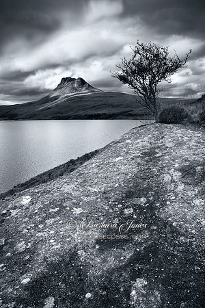 Stac Pollaidh and Lone Tree, Coigach Scotland, Mono.