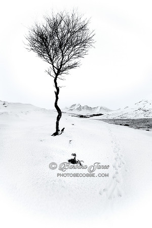 Blaven and Lone Tree. High Key Mono. Isle of Skye. Scotland.