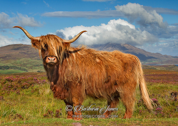 Highland Cow at Drinan. Isle of Skye. Scotland.
