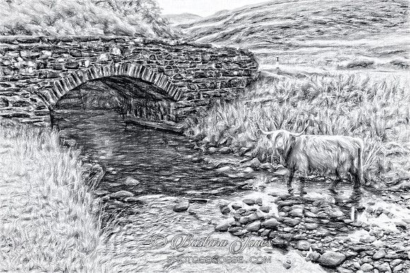 Highland Cow Charcoal. Ballygown. Isle of Mull. Scotland.