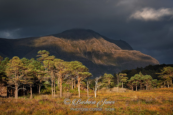 Liathach and Pine Trees, Dark Skies.Torridon. Wester Ross.  Scotland
