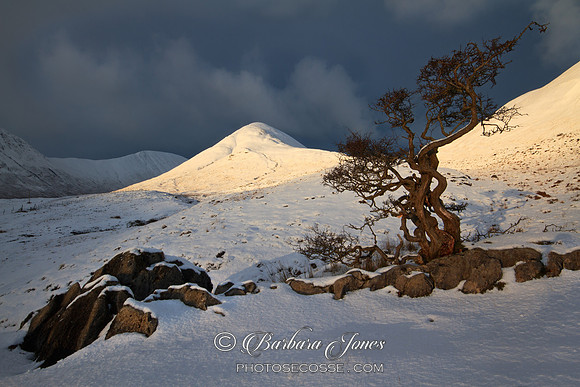 Loch Slapin Tree. Torrin.  Isle of Skye.  Scotland.