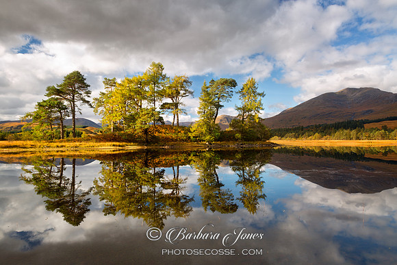 Loch Tulla. Pine and Larch in Autumn.  Argyll and Bute. Scotland.