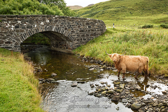 Highland Cow and Bridge at Ballygown. Isle of Mull. Scotland.