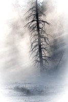 Misty Tree Fountain Paint Pots Yellowstone USA