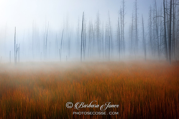 Yellowstone After the Fire Wyoming USA