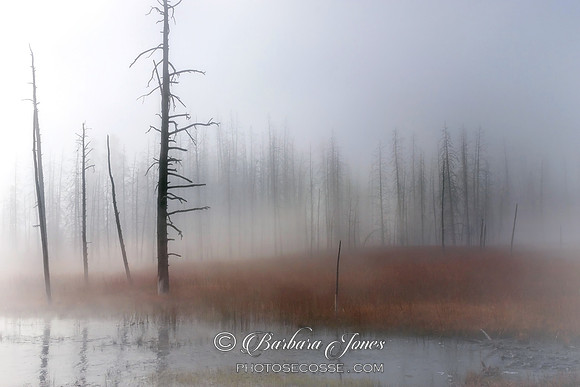 Misty Moments Yellowstone National Park USA