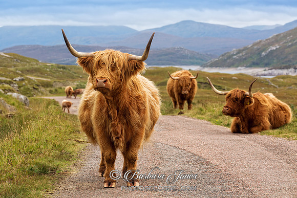 Highland Cattle. Kinloch Hourn, Glen Garry. Highland Scotland.